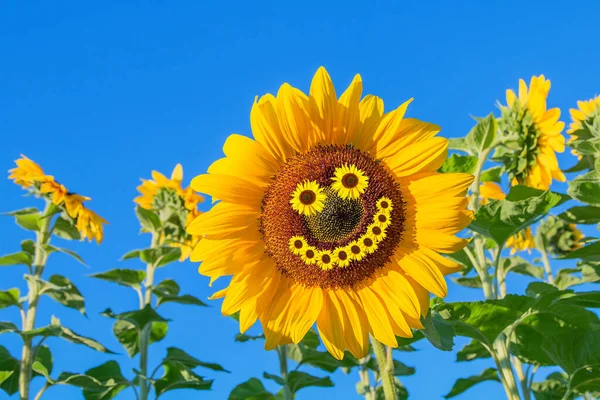 Happy Sunflower Blossom Field Smiling Face Blue Sky Background Copy — Stock Photo, Image