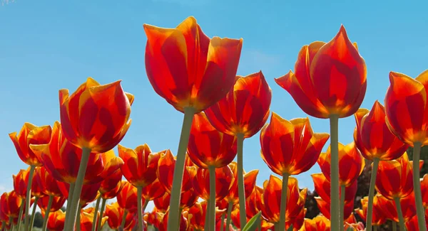 Клумба Большим Количеством Красных Тюльпанов Против Голубого Неба Вид Снизу — стоковое фото