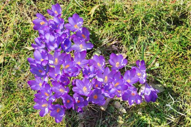 Mor krokus çiçekleri grubu, kalp şeklinde büyümüş. Parkta bahar çiçekleri.