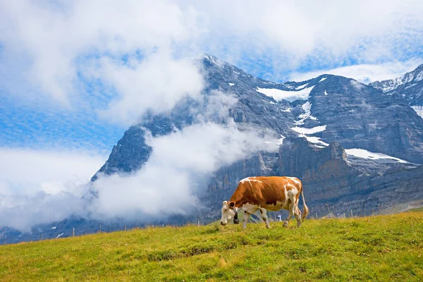 Mjölkko Vid Kleine Scheidegg Äng Mot Berömda Eiger Nordsidan Berg — Stockfoto