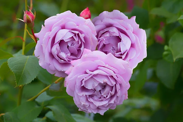Three Light Purple Blooming Rose Blossoms Pink Knobs Special Variety — Stock Photo, Image