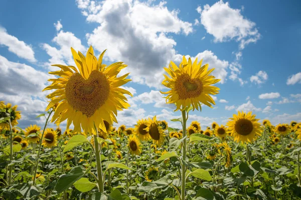 Zonnebloemen Met Hartvormige Kop Het Veld Blauwe Lucht Met Wolken — Stockfoto