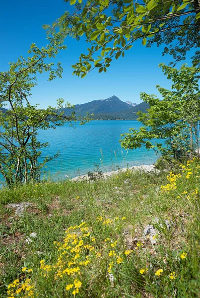 Primavera Paisagem Lago Walchensee Parte Superior Baviera Flores Amarelas Prado — Fotografia de Stock