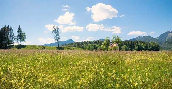 Wildflower Meadow Peninsula Zwergern Lakeside Walchensee Beautiful Bavarian Spring Landscape — Stock Photo, Image