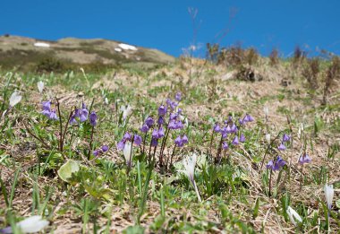 İlkbaharda çiçek açan alp soldanella grubu, allgau alpleri.
