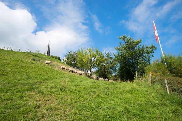 丘の中腹に羊が群がってるスイスの風景 雲と青い空 — ストック写真