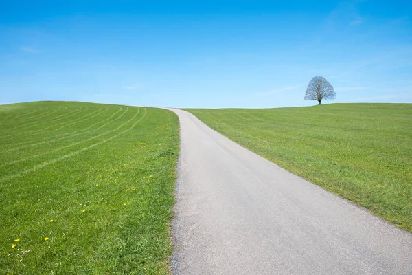 Osamělá Cesta Přes Zelený Kopec Jedna Lípa Obzoru Modré Nebe — Stock fotografie