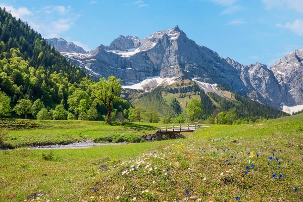 Ahornbodental Risstal Frühling Blühende Enzian Und Karwendelalpen Tiroler Landschaft — Stockfoto