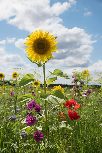 Bienenfreundliche Plantage Mit Sonnenblumen Rotem Mohn Und Malva Landwirtschaftlichem Feld — Stockfoto