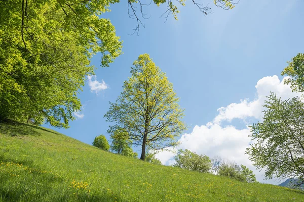 Buki Jasnozielonymi Liśćmi Zboczu Wzgórza Wiosenny Krajobraz Górna Bawaria — Zdjęcie stockowe