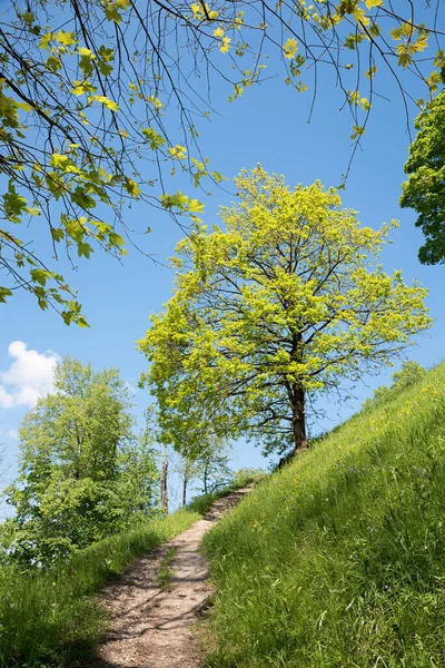 春天的时候 有上坡的小径 绿橡树和发芽的枫树枝条 垂直射击 — 图库照片