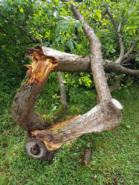 Зламане Сливове Дерево Після Сильної Бурі Саду — стокове фото