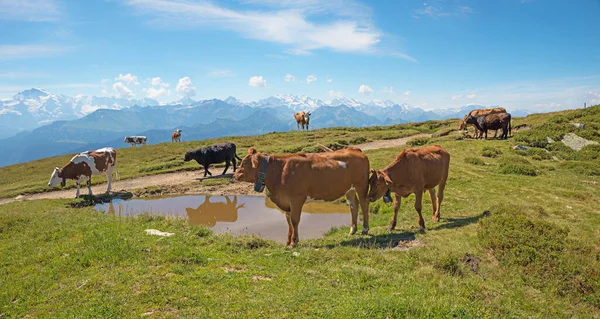 Pastoreo Ganado Junto Estanque Con Cencerros Montaña Niederhorn Los Alpes — Foto de Stock