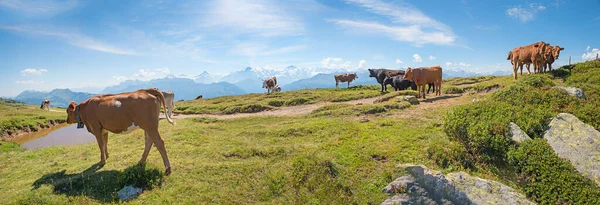 Grazing Cattle Herd Pond Cowbells Niederhorn Mountain Bernese Alps Switzerland — Stock Photo, Image