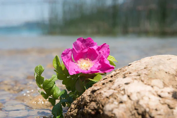 Primer Plano Una Rosa Silvestre Orilla Del Lago Pedregoso Paisaje —  Fotos de Stock