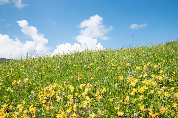 腎臓ベッチと忘れ私ではない花 青い空と雲と花の牧草地 自然的背景 — ストック写真