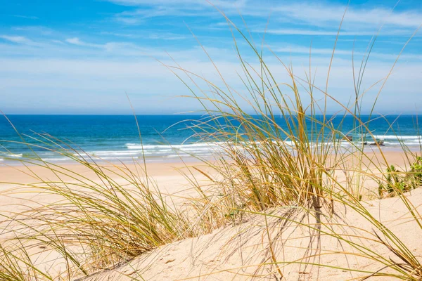 Närbild Havsgräs Vid Sandiga Sanddyner Atlanten — Stockfoto