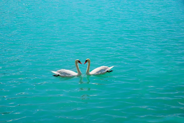 Pareja Cisnes Lago Con Agua Turquesa Superficie Ondulada —  Fotos de Stock