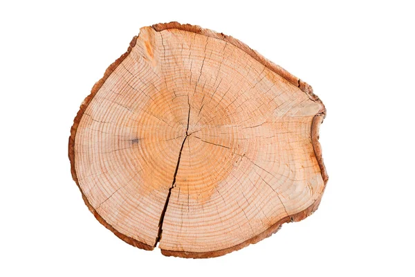 Fatia Tronco Árvore Com Casca Anéis Anuais Isolado Fundo Branco Imagem De Stock