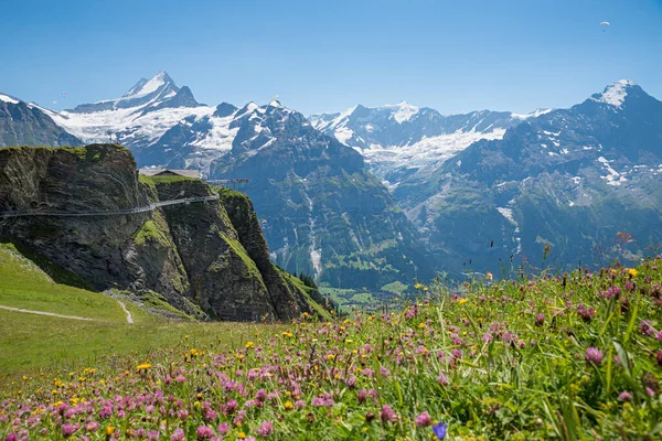 Paesaggio Alpino Con Fiori Vista Sulle Alpi Bernesi Grindelwald First — Foto Stock