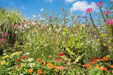 Bir çiçek tarhında renkli sonbahar çiçekleri, Westpark Münih, üst bavyera