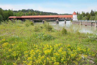 Nehir Isar Weir Lcking, sarı öforbi çiçekleri. Bavyera manzarası