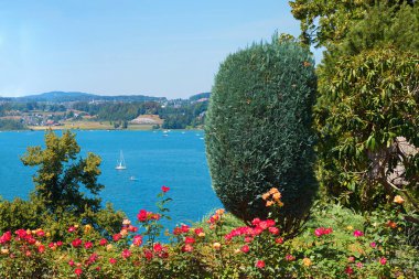 Cennet gibi Zürih Gölü, Rapperswil, çiçek açan İsviçre manzarası, St. Gallen kantonu.