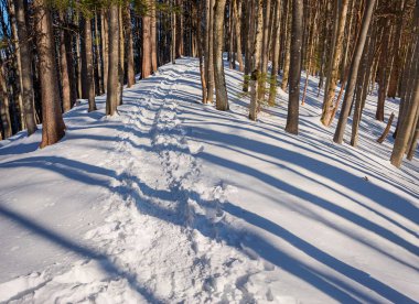 Kış ormanlarındaki patika, Yukarı Bavyera 'daki panorama manzarası