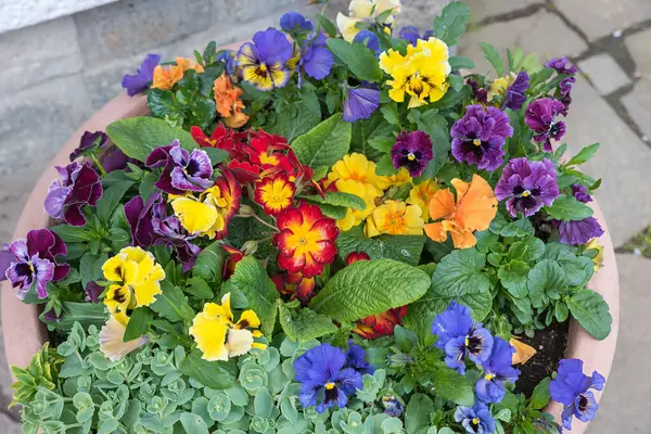 colorful Flower bowl with spring planting of pansies and primroses