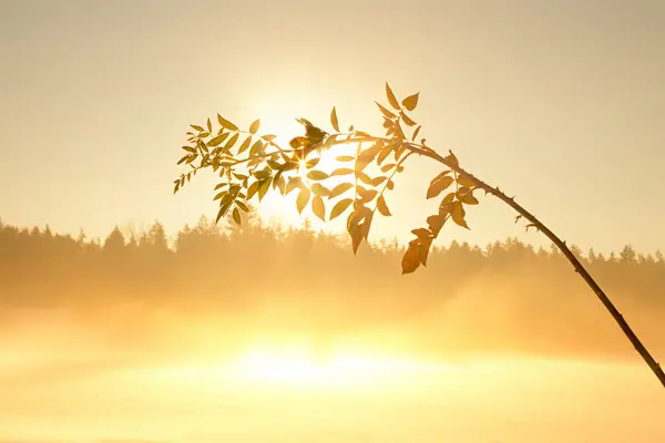 twig of a wild rose, lighted in bright yellow morning sun over foggy field, needle forest background
