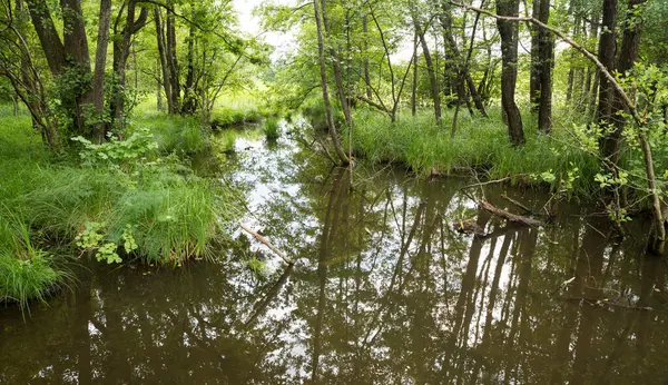 Yeşil sulak alanlar, Ebersberg yakınlarındaki Weiherkette, Yukarı Bavyera