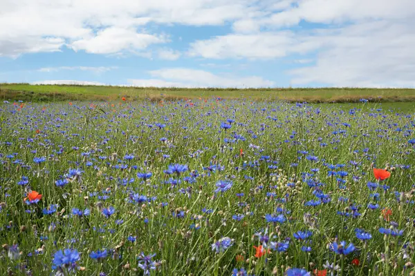 Çiçekli tarla ve gelincikler, bulutlu mavi gökyüzü