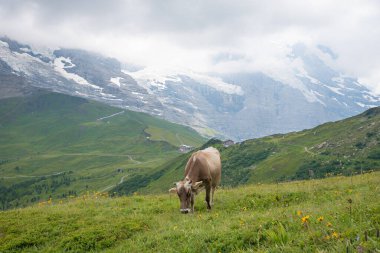 Alp manzaralı yeşil çayır ve kahverengi sütçü inek, Bernese Oberland, İsviçre