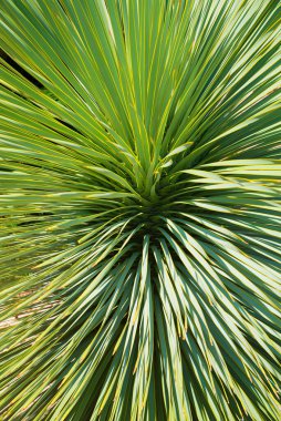 Genç, yeşil bir palmiye ağacının ortasında