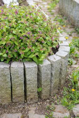Ayakta duran granit bloklu yatak kenarı, çiçek açan akciğer otu bitkileriyle döşenmiş.