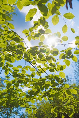 İlkbaharda yeşil yapraklı bir kayın ağacının dalları, arkasında mavi gökyüzü