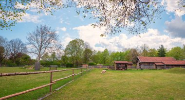 İlkbaharda Umweltgarten Neubiberg 'de eğlence alanında. Çiftlik hayvanlarının olduğu park. Dalların arasından otlayan koyunlara bak
