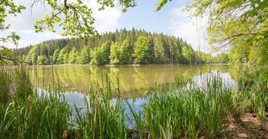 Berrak bahar manzarası Thanninger Weiher, meşe ağacı dalları ve göl kıyısında yeşil kamış. Mayıs ayında üst bavyera