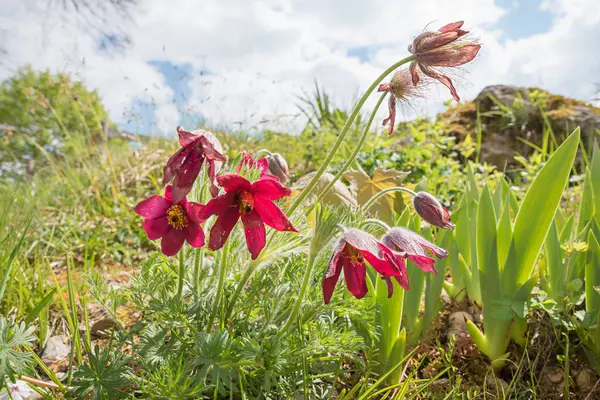 Pulsatilla çiçekleri koyu pembe, kayalıklarda çok yıllık. 