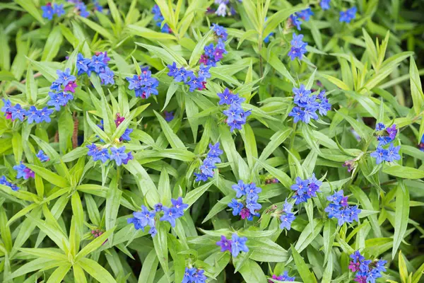 blue stoneseed ground cover, lithodora diffusa, blooming in may and june