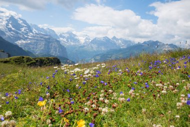 Alplerdeki güzel kır çiçekleri çan çiçekleri, yoncalar, düğün çiçekleri, papatyalar ve otlarla. İsviçre manzarası