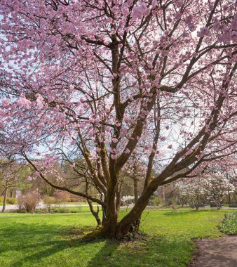 İlkbaharda açan kiraz ağacı, açık pembe çiçekler. park manzarası Ostpark Münih