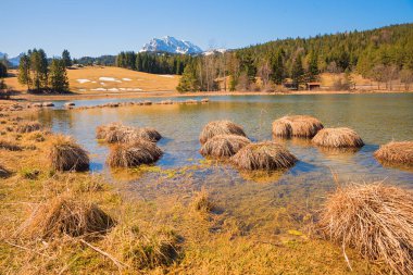 seaweed tufts in the moor lake Schmalensee, landscape upper bavaria in march clipart