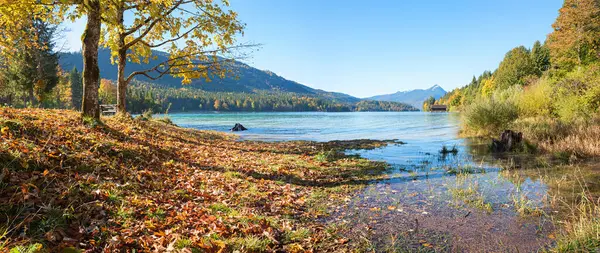 stock image beautiful autumnal lake shore Walchensee with leaves and maple trees, alps view upper bavaria