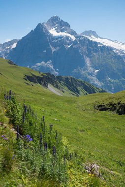 İsviçre manzaralı Eiger dağı ve yeşil otlaklı boğanotu çiçekleri. Berlin Oberland Grindelwald istikameti