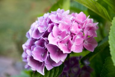 Pembe ortanca makrofilla çiçeğinin yakın plan, bulanık arkaplan