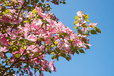 Çiçek açan bir odun dalı, mısır kokulu, pembe çiçekli, mavi gökyüzü.