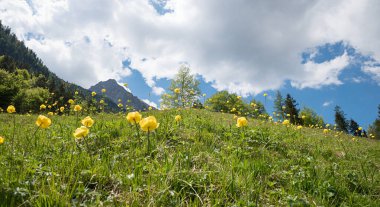 Bir sürü yerçiçeği olan alp çayırı, Mittenwald yakınlarındaki bahar manzarası, üst bavyera
