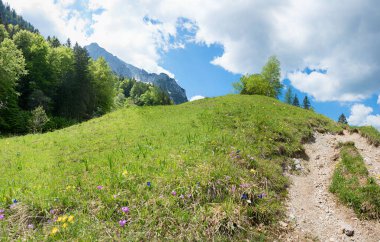hill with alpine flowers, hiking path around lake Ferchensee, bavarian landscape at springtime clipart