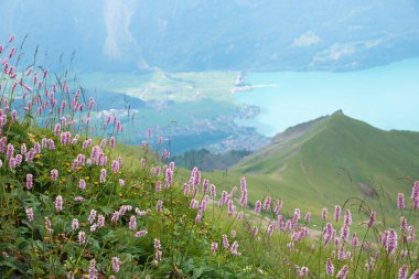 Vadideki Brienzersee gölünün arka planında pembe düğümlü otlaklar çiçek açıyor.